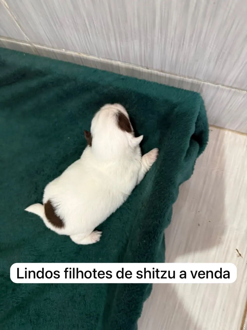 Shitzu - Foto 2