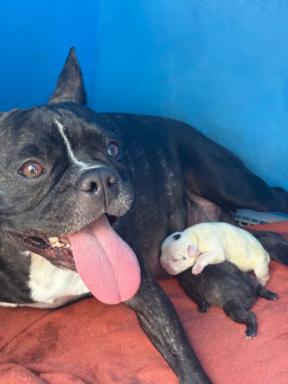 Cachorro  - Foto 4
