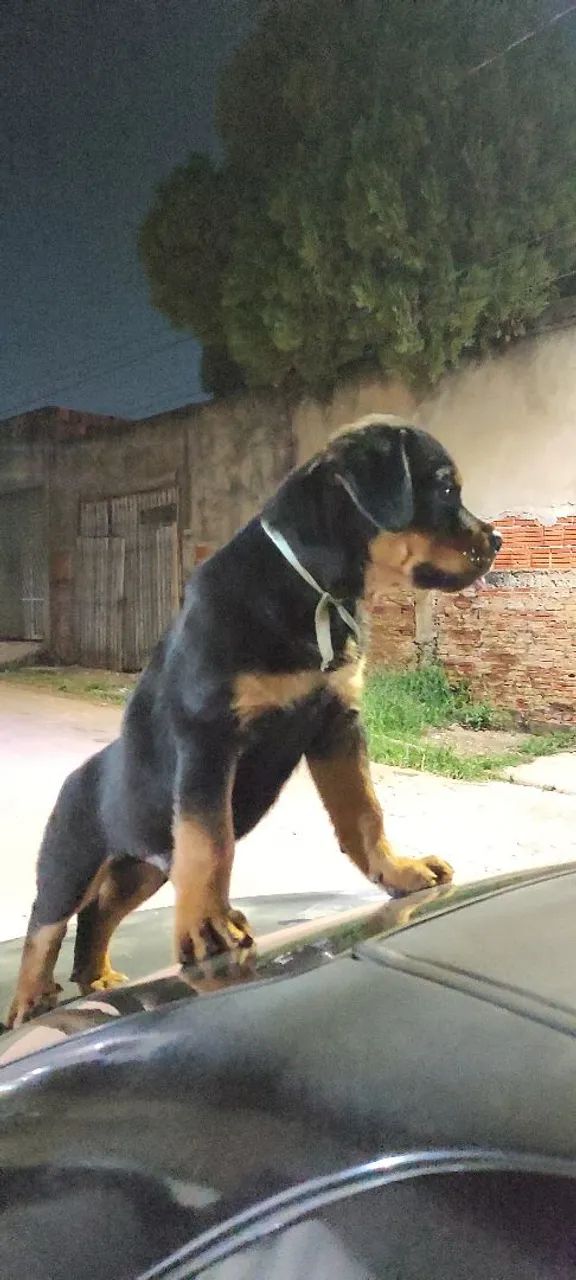 Filhotes de Rottweiler