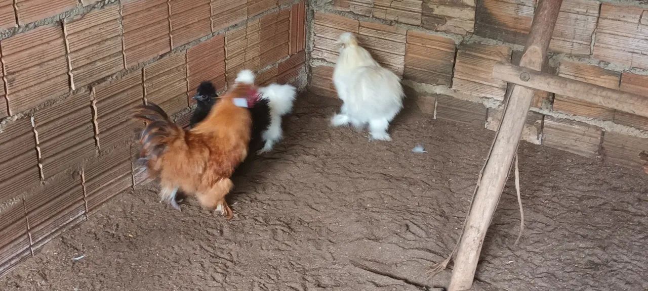 Sedosa do japao  - Foto 2