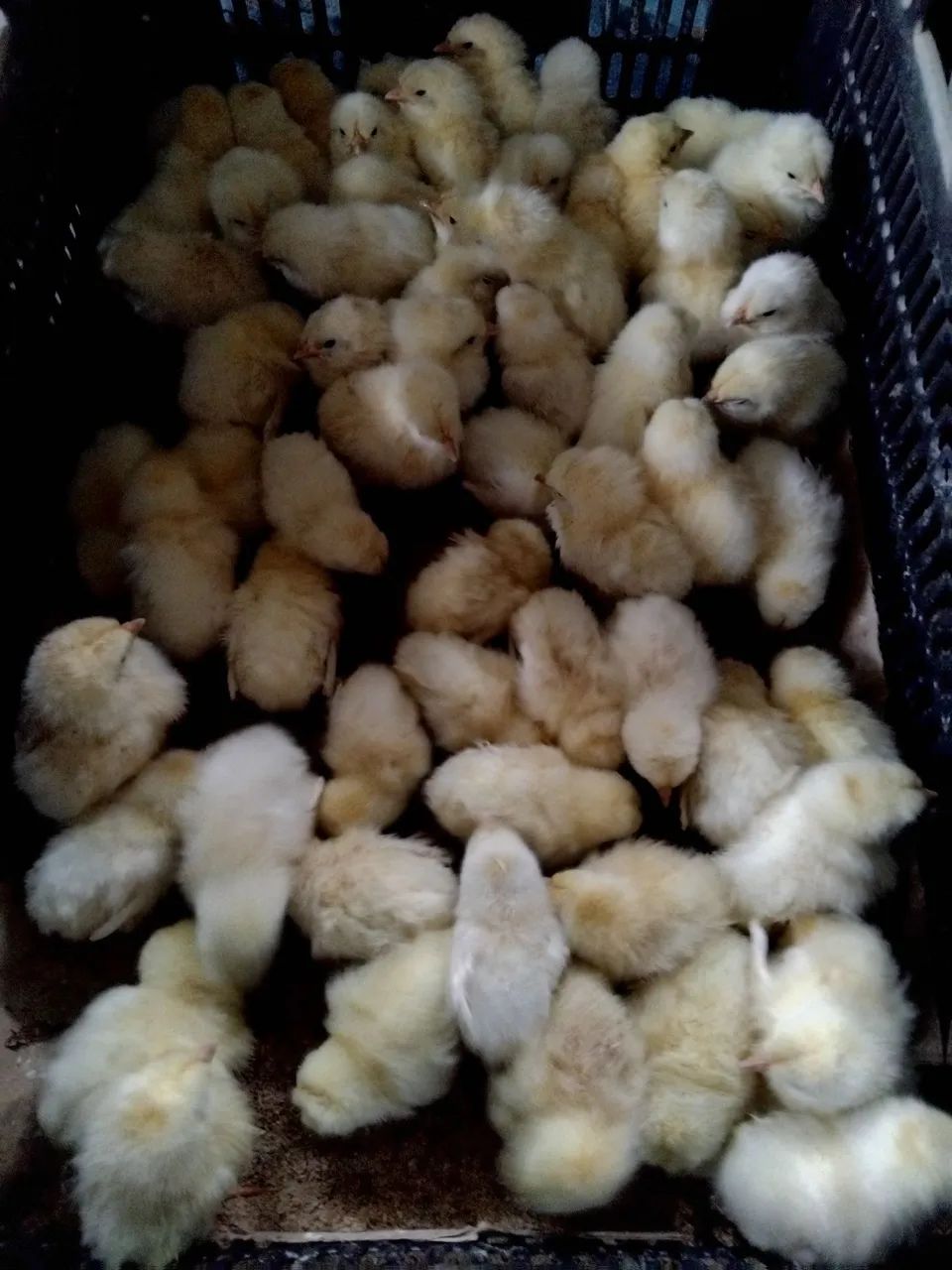 Pintinhos de 1 dia poedeiras  - Foto 5