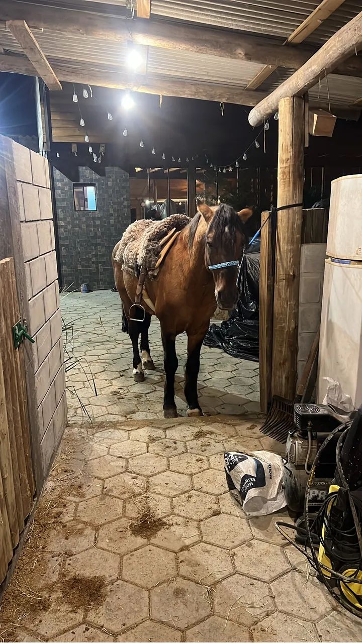 Cavalo  - Foto 2