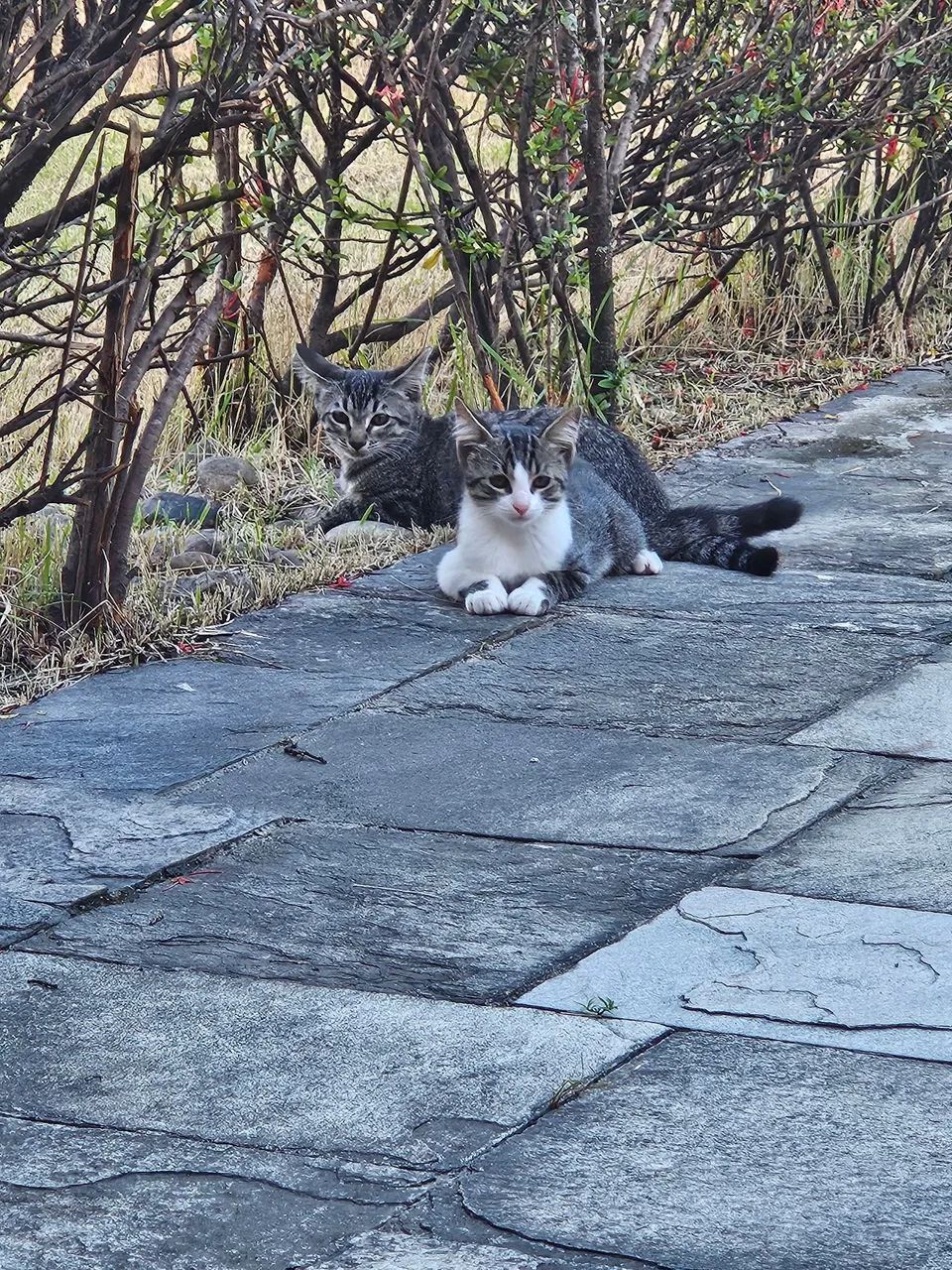 Gatinhas para adoção  - Foto 3