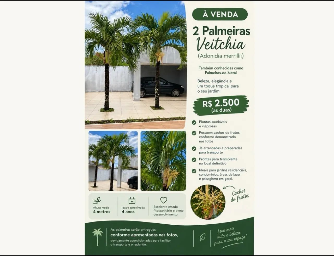 2 PALMEIRAS VEITCHIA