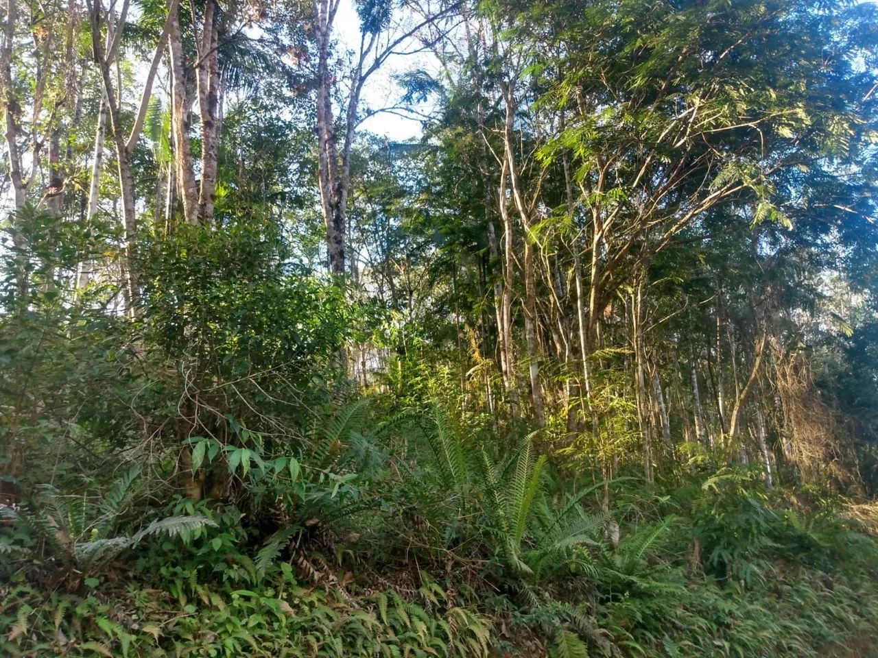 Sítio a venda  - Foto 2