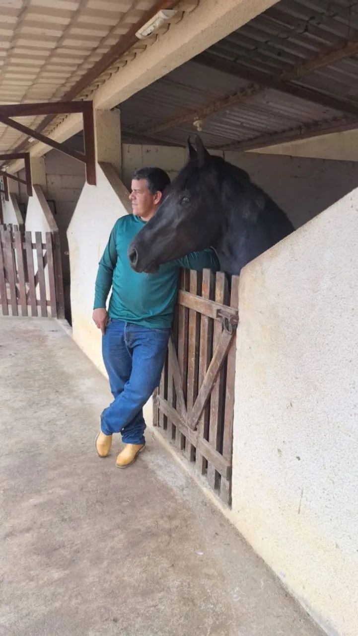 Vendo potro preto pampa calçado nas 4 patas registrado. - Foto 3