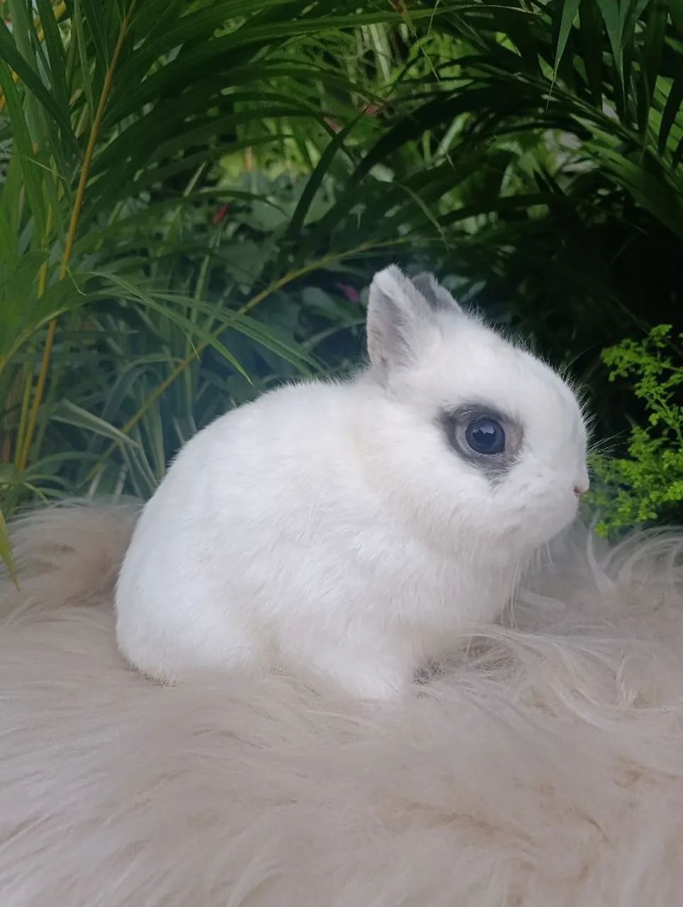 Coelho netherland Dwarf - Foto 2