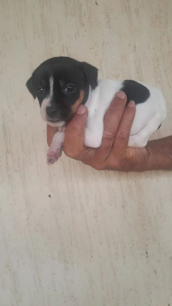 Animais de estimação - Foto 4