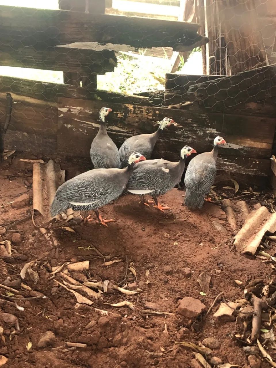 Galinha da Angola  - Foto 3