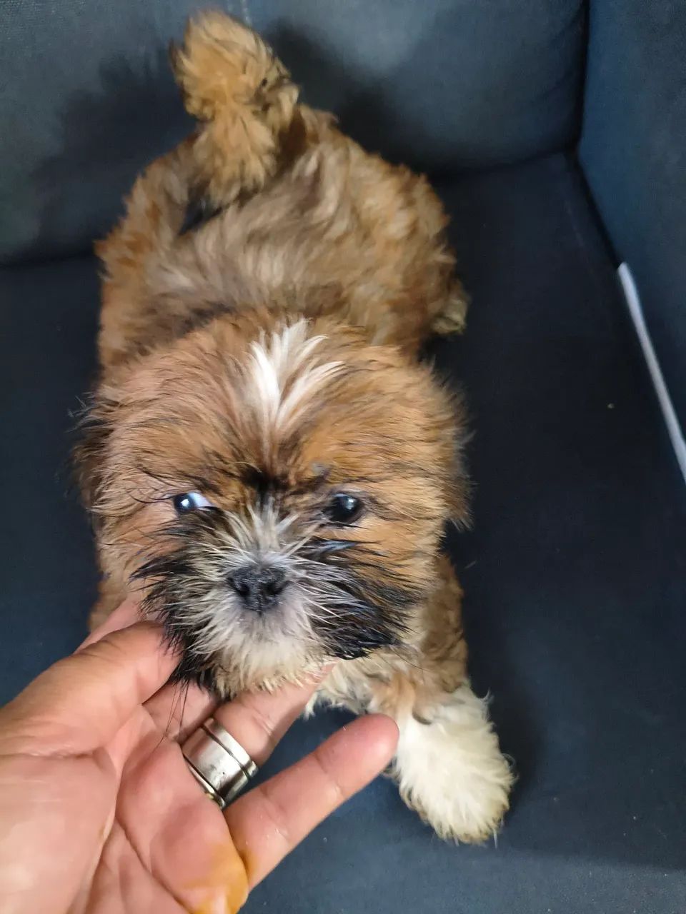 Cachorro Shitzu  - Foto 4