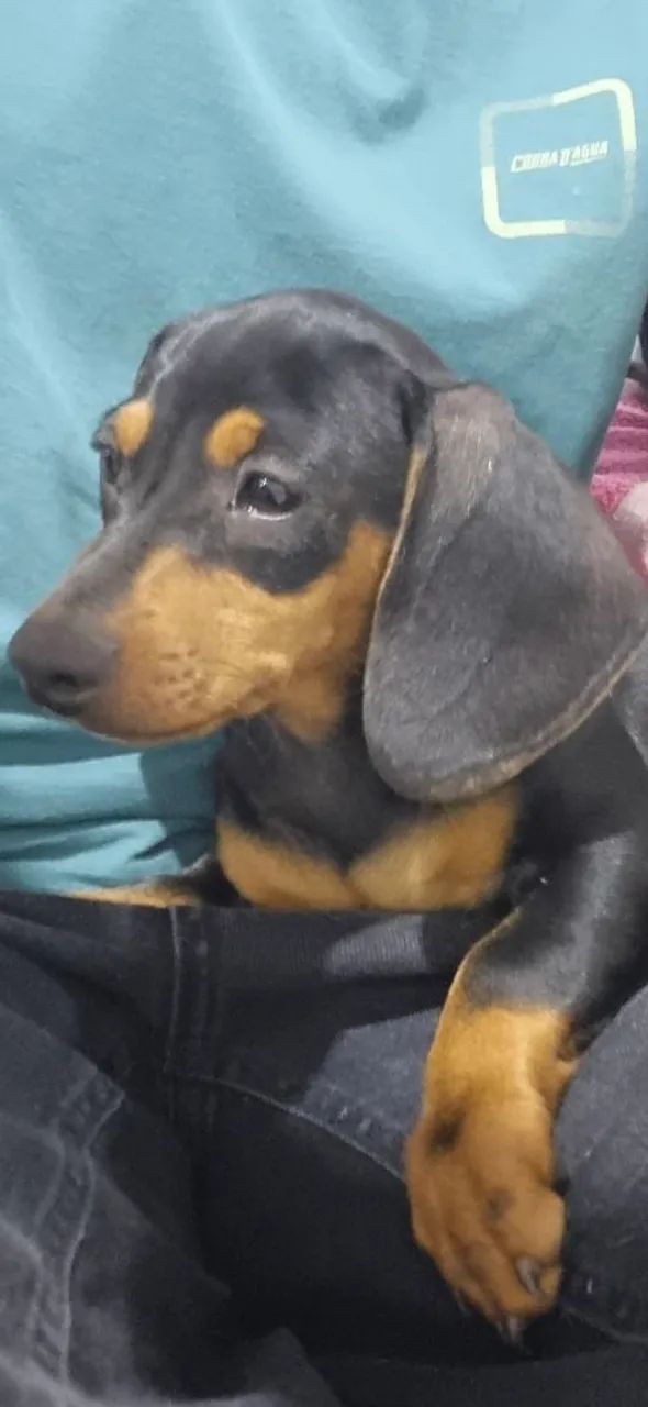 Dachshund  - Foto 2