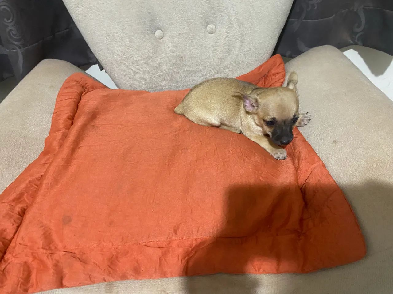 Pinscher - Foto 3