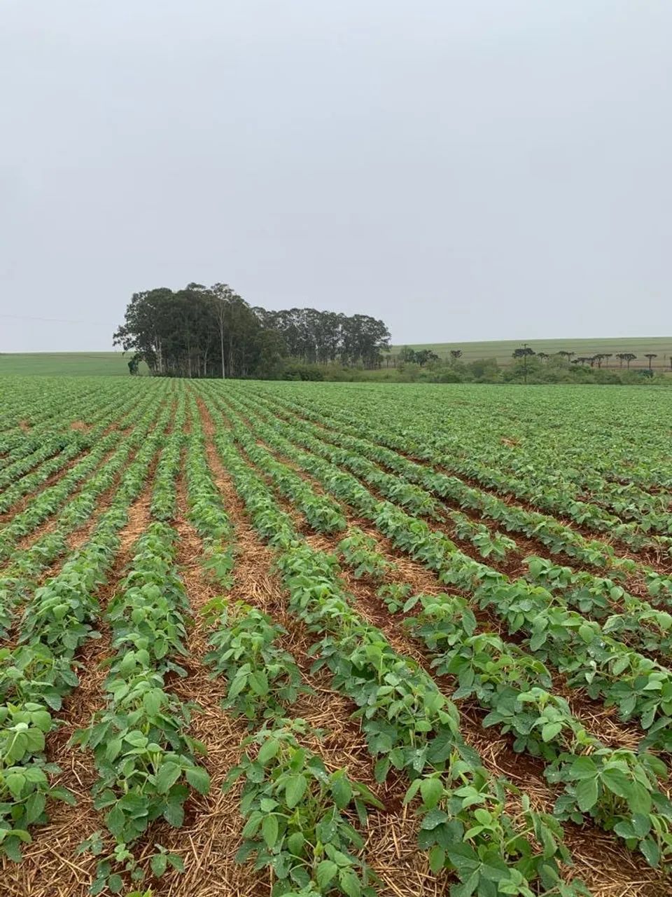 Fazenda com 877 Alqueires Norte do PR - Foto 5