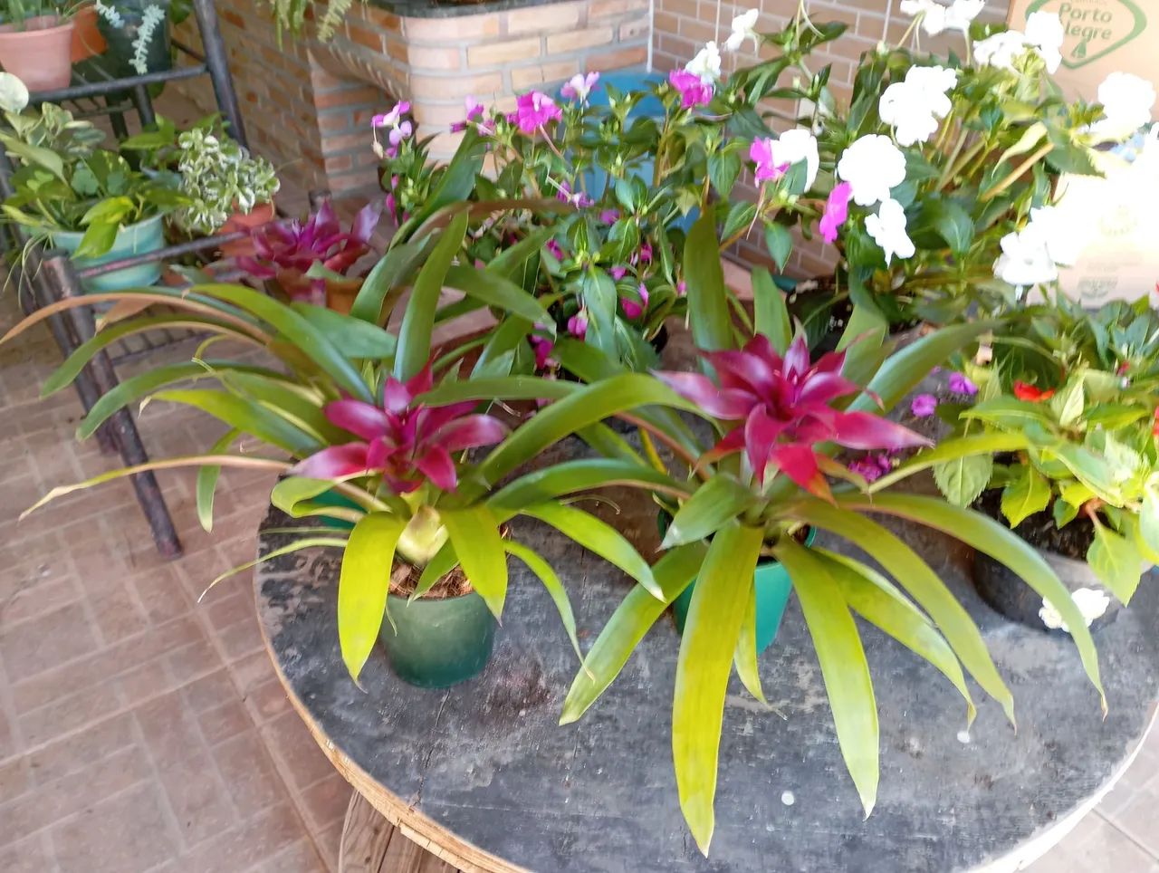 Plantas e sementes 