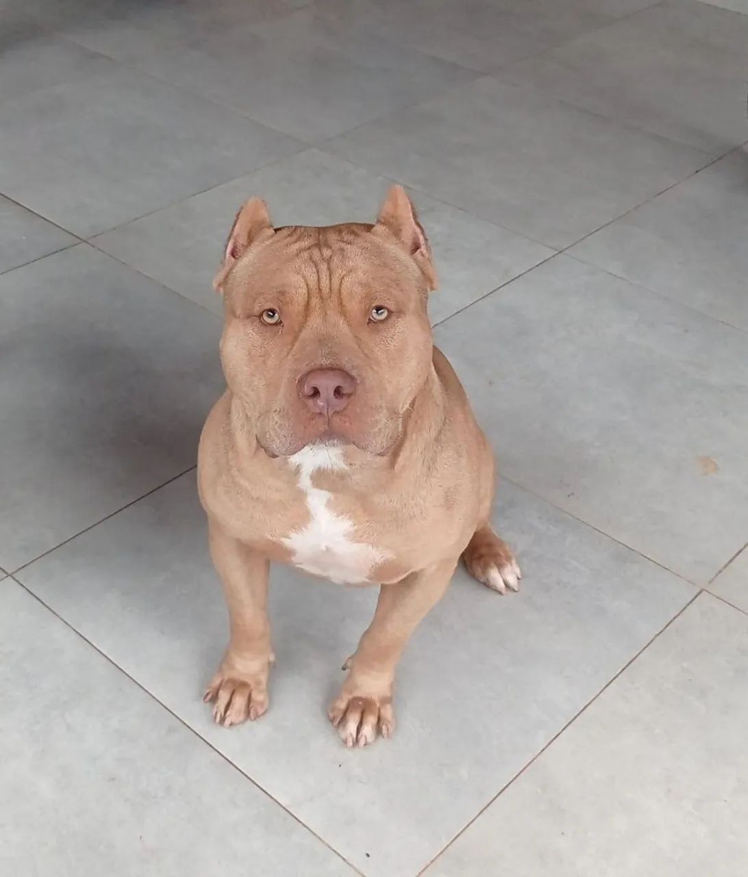 Pit Monster com pedigree.Super dócil e brincalhão..