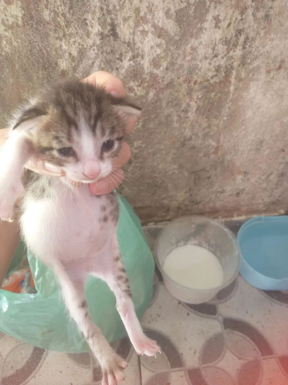 Doação de gato  - Foto 2