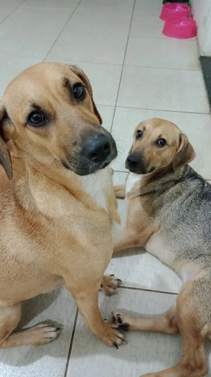 Adote Saphira e Jully - Foto 4
