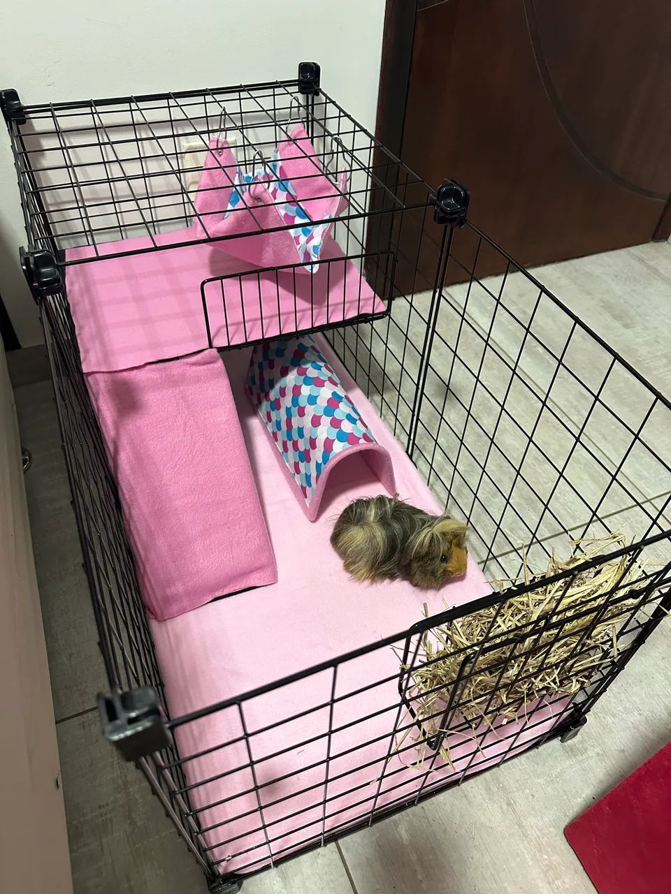 Porquinho da índia peruano  - Foto 5