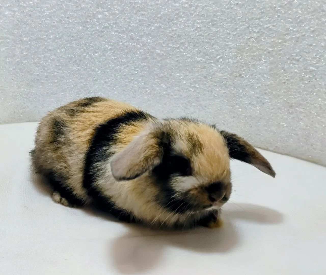 Mini Lop Mini Coelhos  - Foto 5