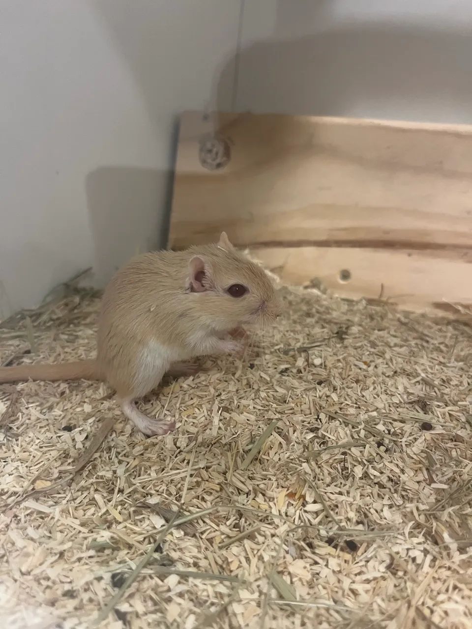 Vendo 4 Gerbos Fêmeas. (esquilo da Mongólia)  - Foto 5