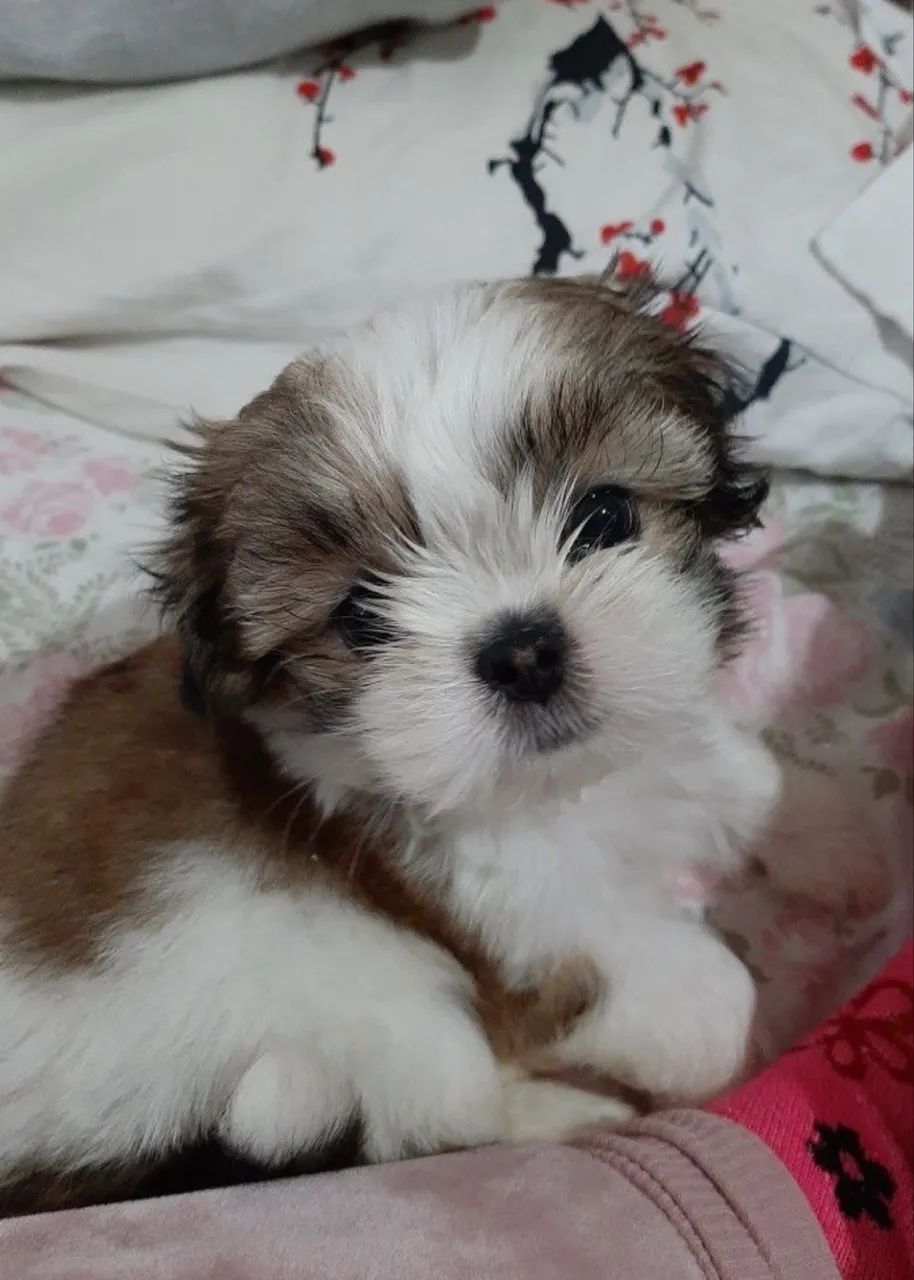 Shih tzu macho com pedigree