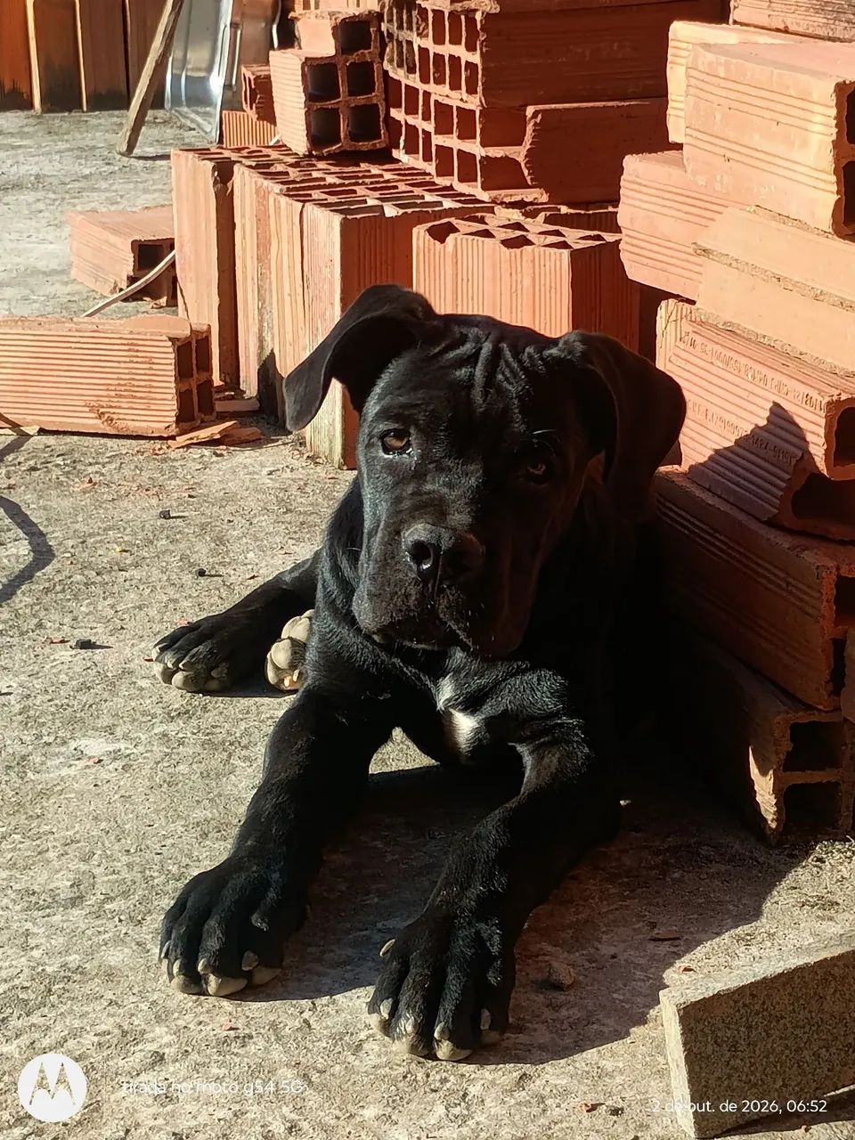 Cane corso macho 