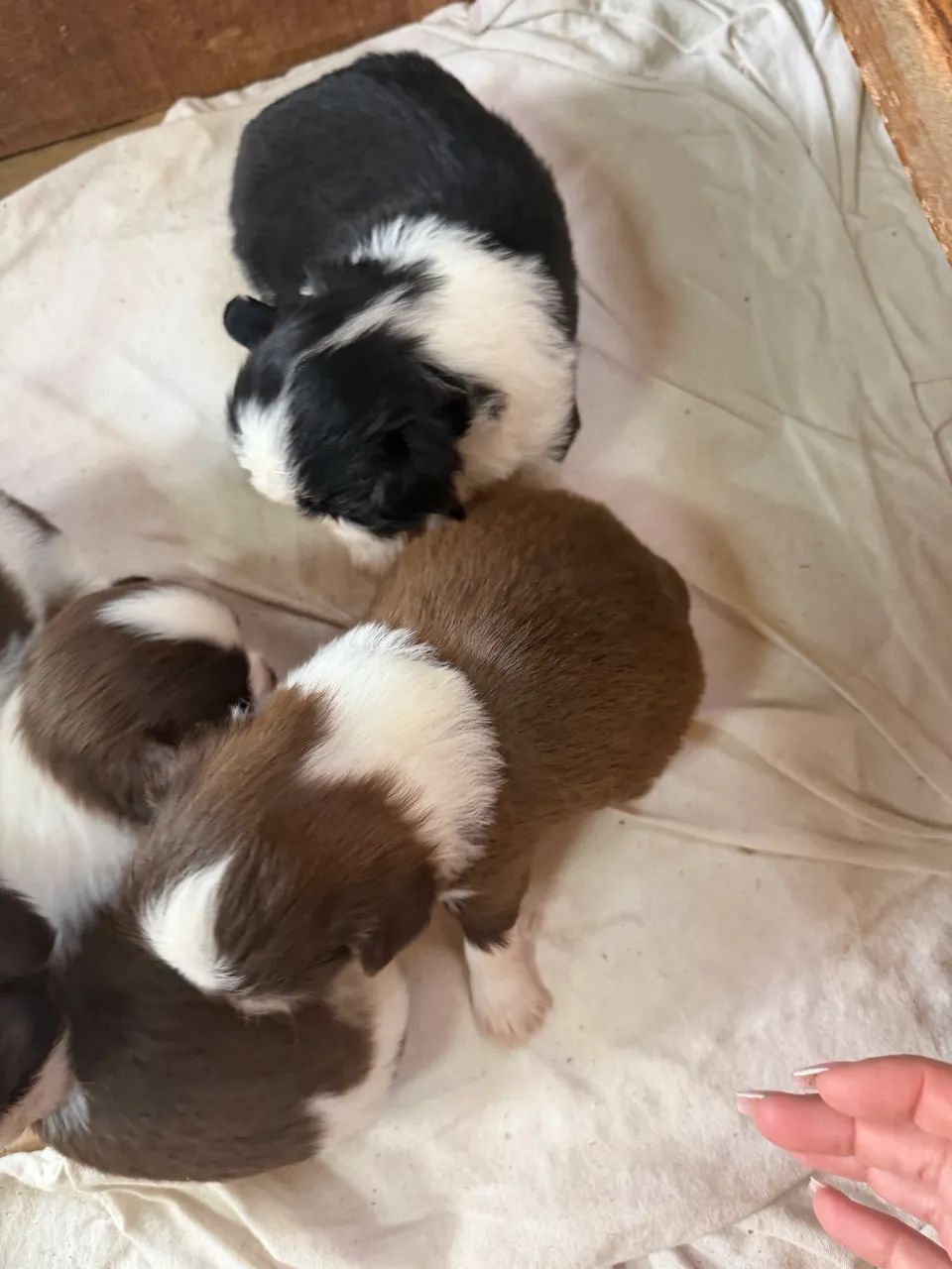 Filhote de shih tzu  - Foto 4
