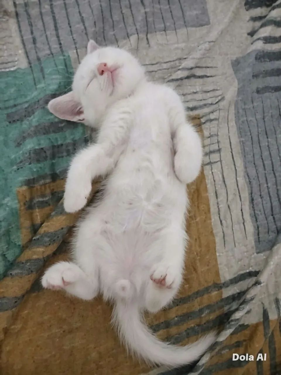 Gato para adoção