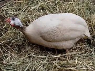 Galinha d?Angola Canela - cor diferenciada e ornamental de destaque