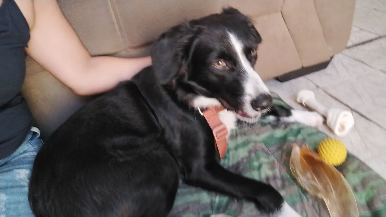 Faxina e babá de gatos e cachorros  - Foto 3