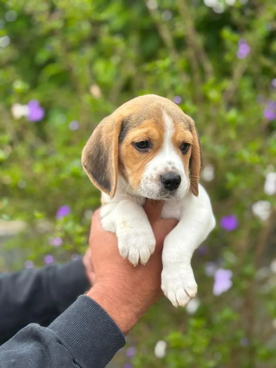Beagle tricolor 13 Polegadas.
