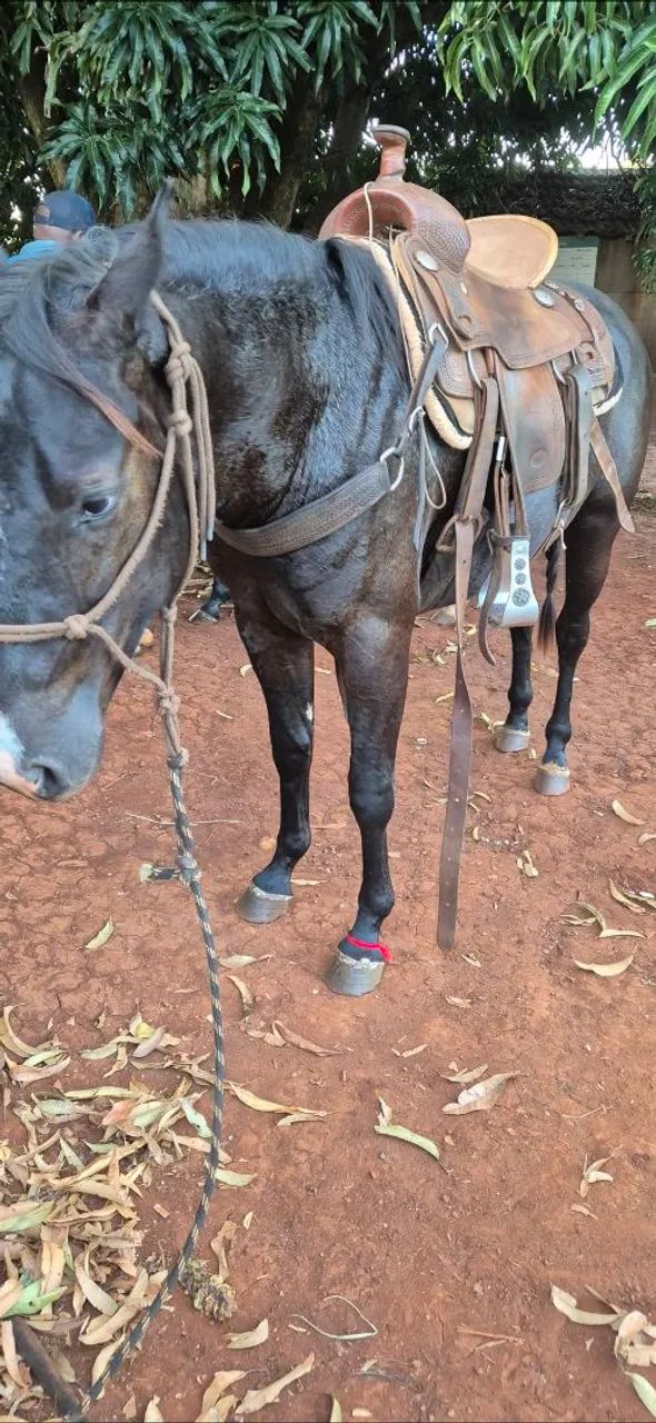 Cavalo Quarto de Milha - Foto 4