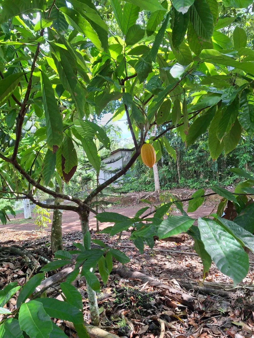 VENDO LOTE COND RURAL AMAZONFLORA- BENEVIDES/PA - Foto 5