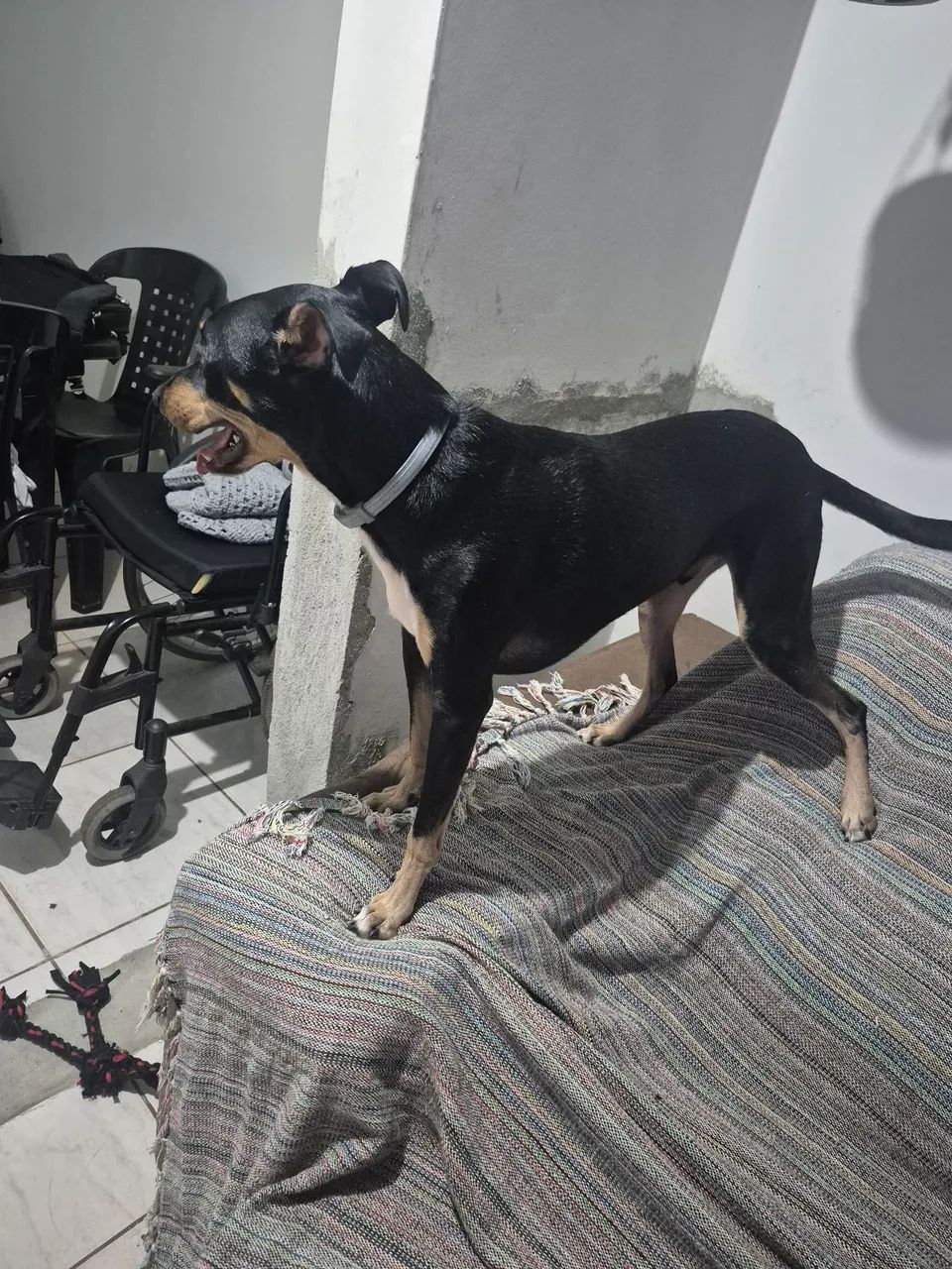 Doação de pet lindo! Zeca ?