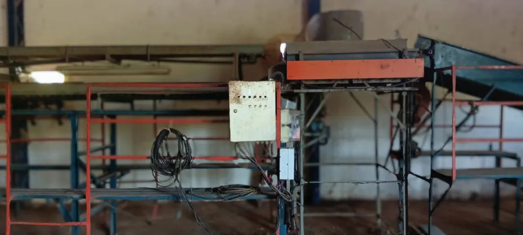 MÁQUINA CLASSIFICADORA E SELECIONADORA DE CEBOLAS - LINHA COMPLETA - Foto 2