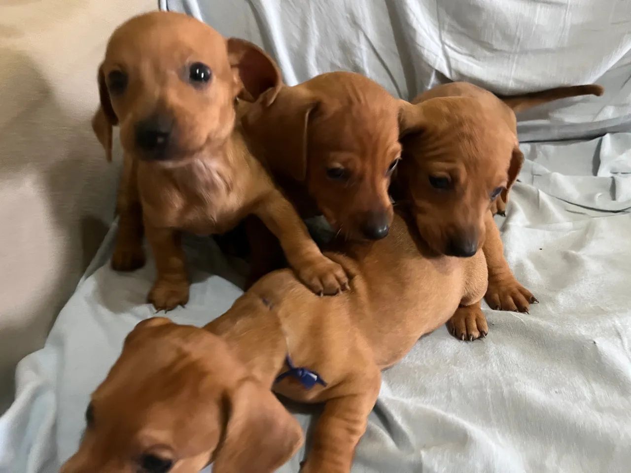 Venda de dachshund (Basset)