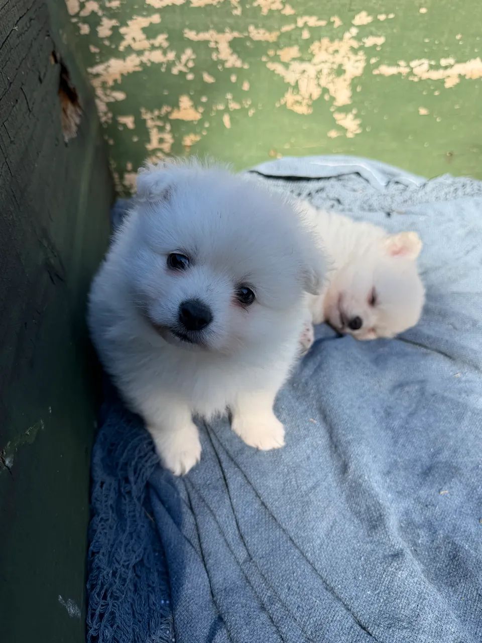 Lulu  - Foto 3