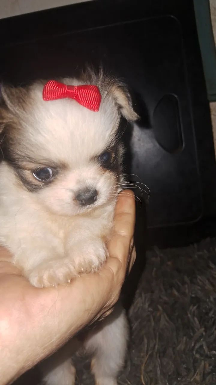 Menininha mini 