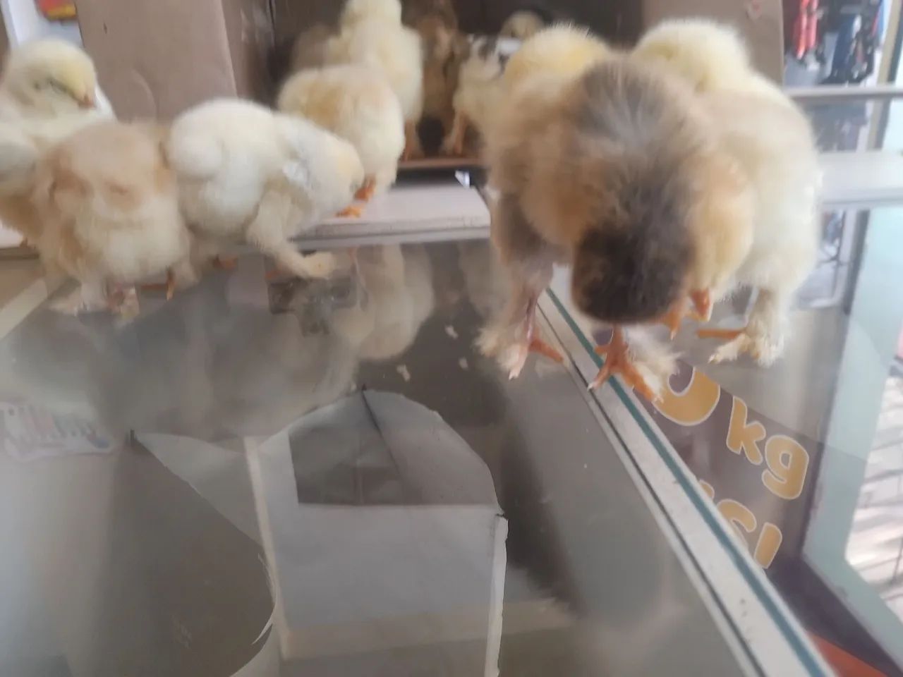 Aves