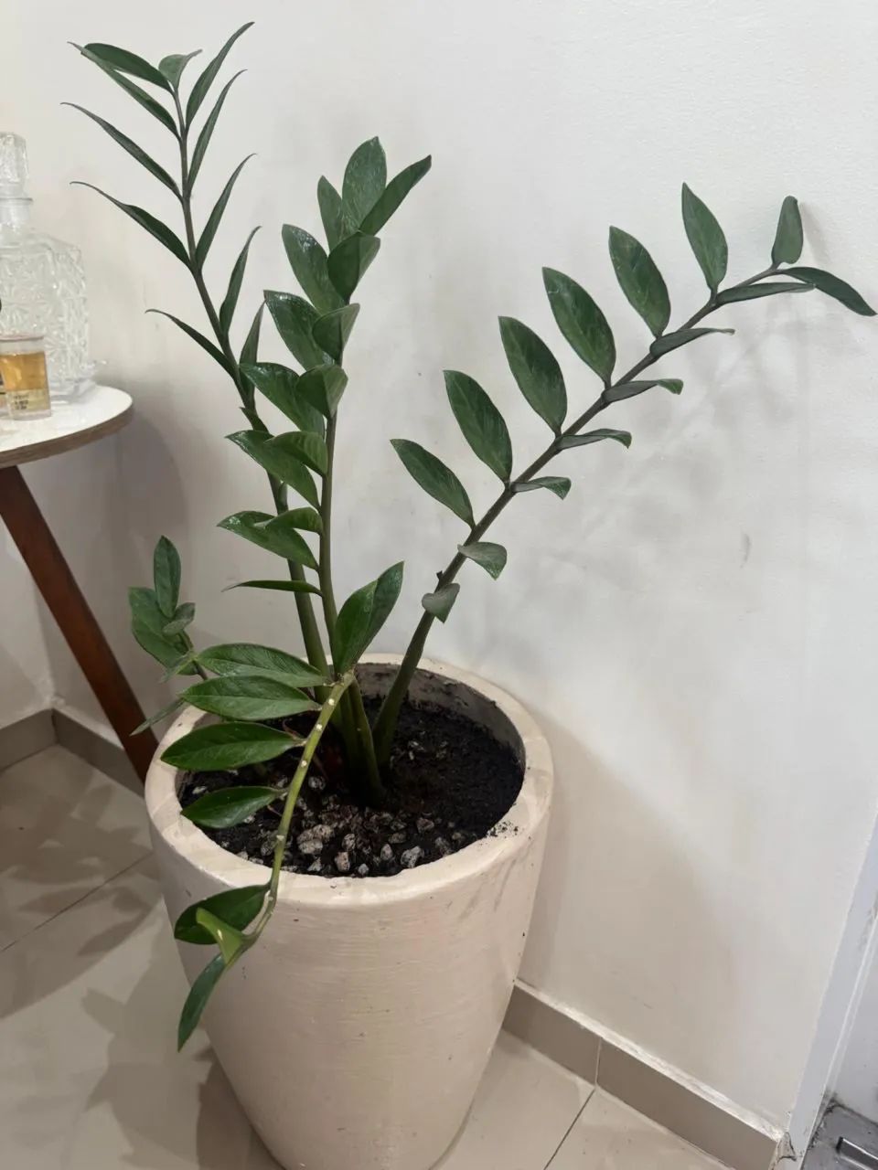 Planta  - Foto 2