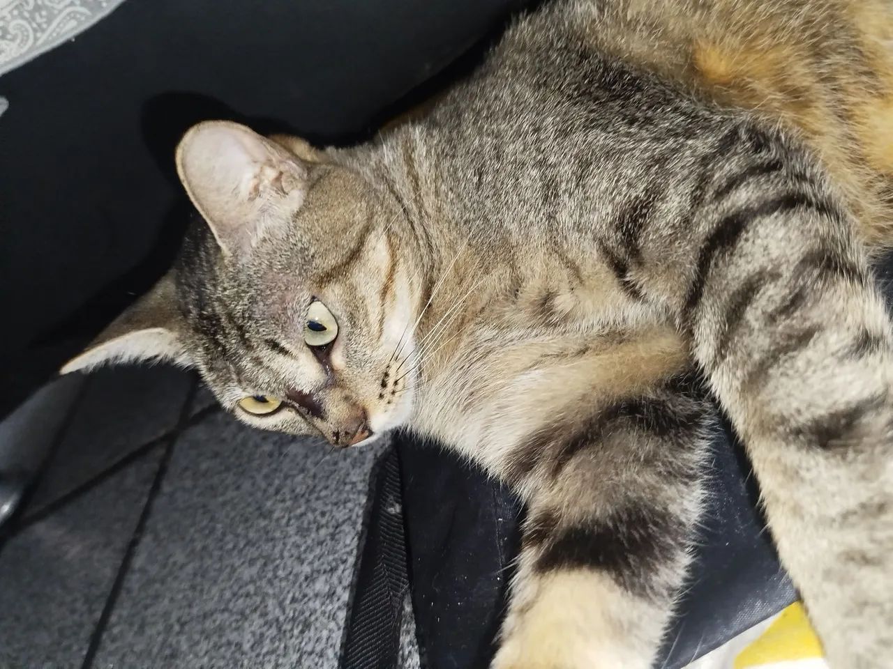 Gata castrada para adoção responsável  - Foto 2