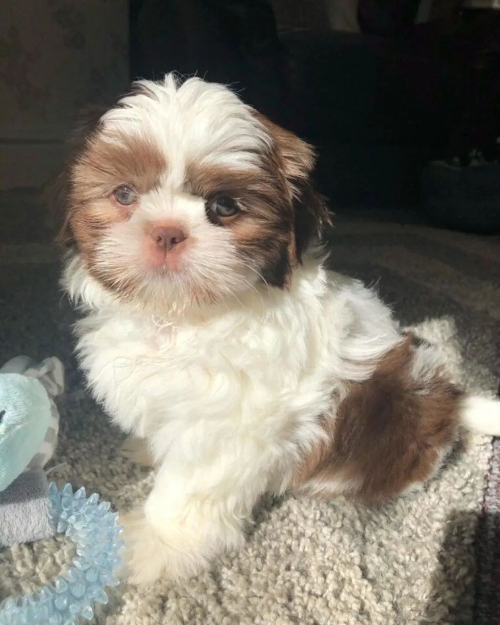 Shih Tzu ideal para quem busca um amigo fiel