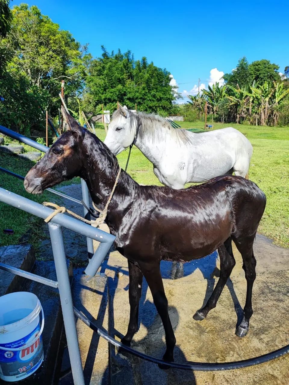 Vendo Cavalo e Égua  - Foto 6
