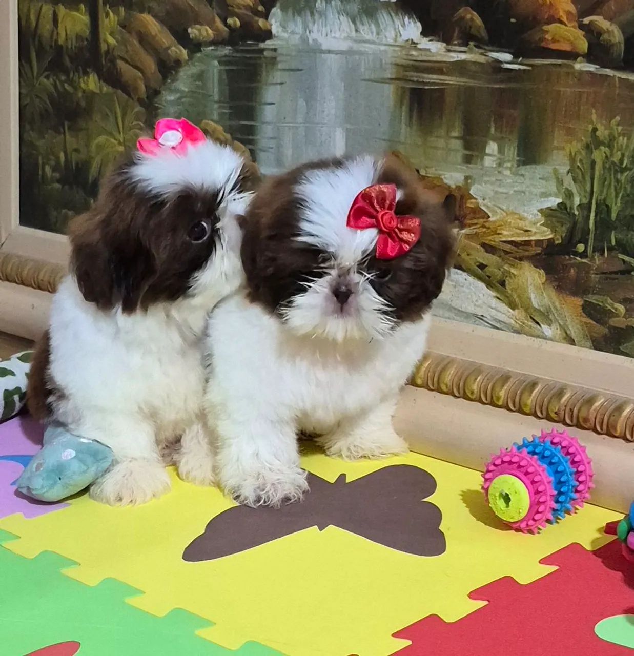 Shihtzu  - Foto 2