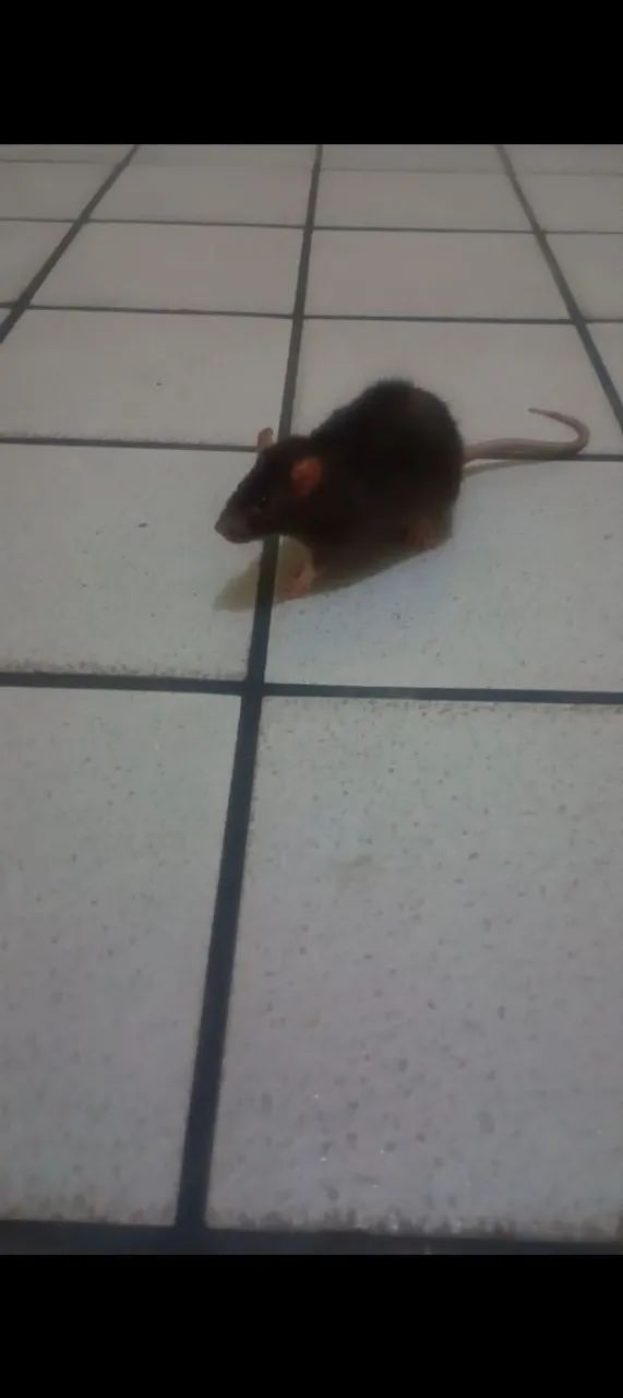 Rato de Laboratório Twister Hamster Mercol  - Foto 2