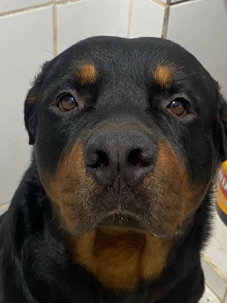 ROTTWEILER 3 ANOS - Foto 3