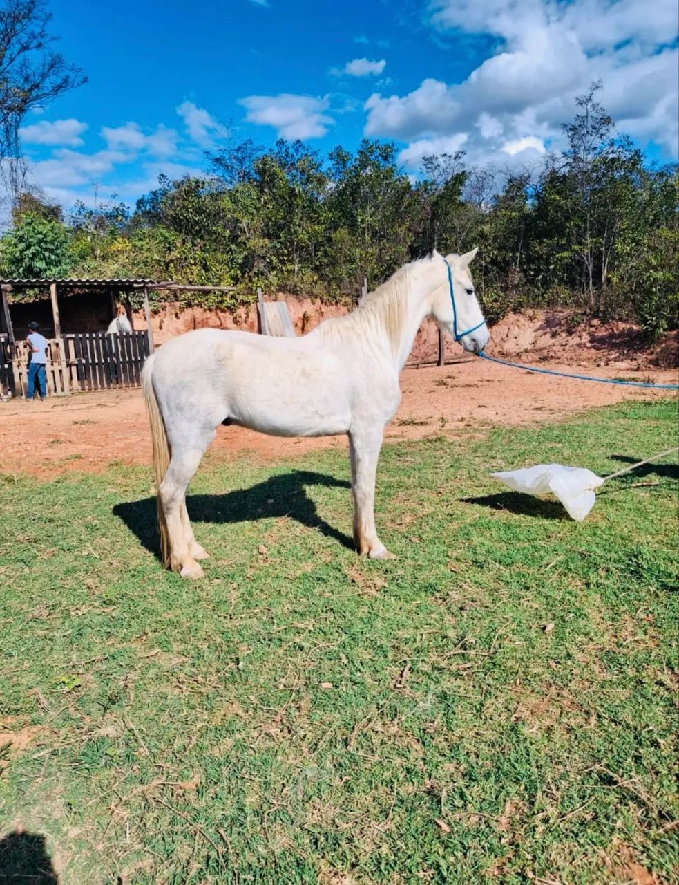 Vendo Mangalarga Marchador Tordilho - Foto 2