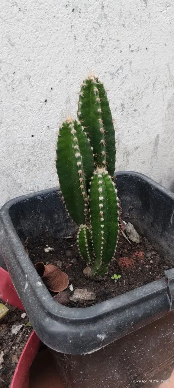Cactos  - Foto 4