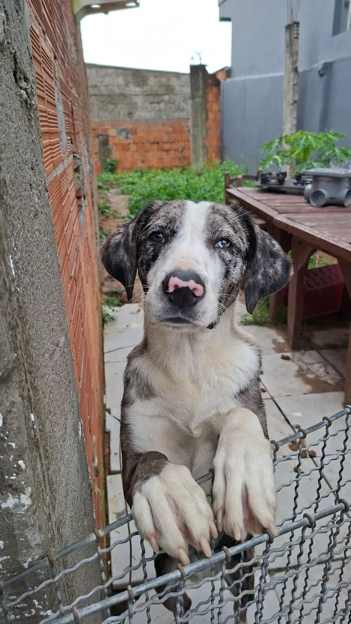 Doasse cachorro