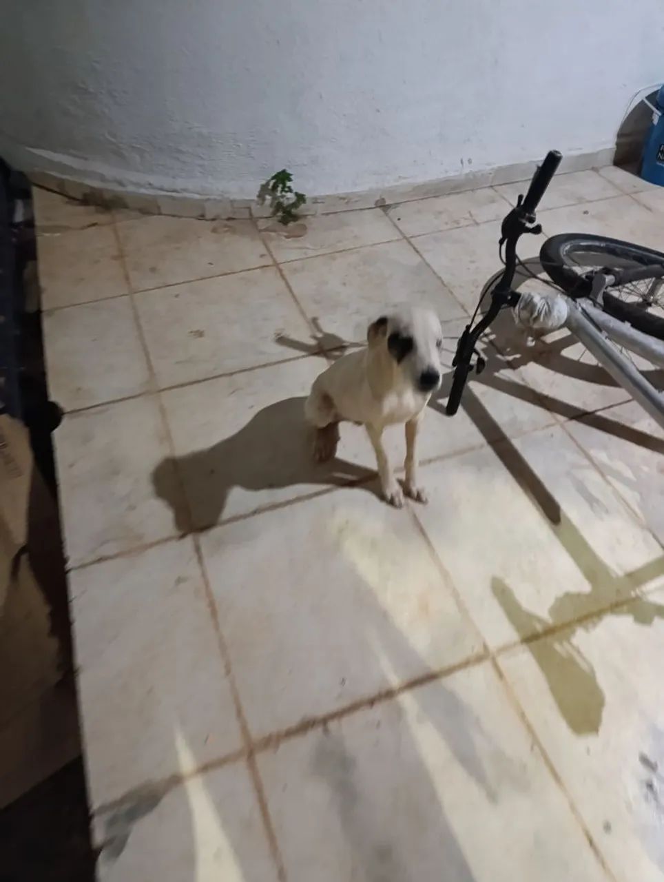 Adoção Consciente. - Foto 2